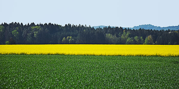Zufallsbild 2