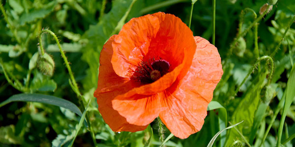 Zufallsbild 2